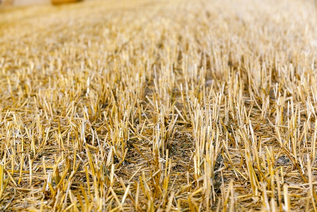 Campo de cultivo de cereales