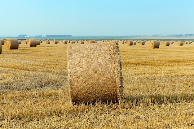 Foto campo de cultivo de cereales