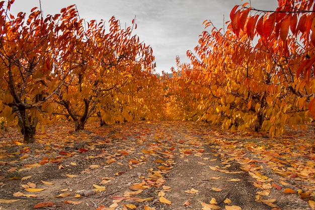 Foto campo de cultivo de cerezas en otoño