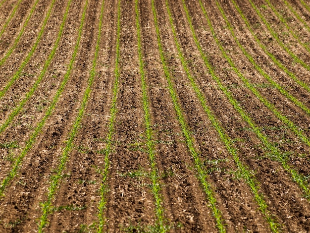 Campo de cultivo fresco con nuevos verdes en la fila.