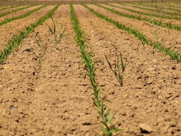 Campo de cultivo fresco con nuevos verdes en la fila.