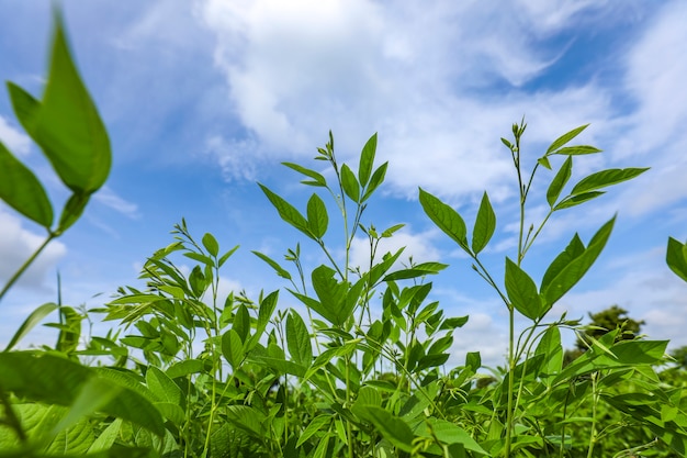 Campo de cultivo de guisantes con cielo azul