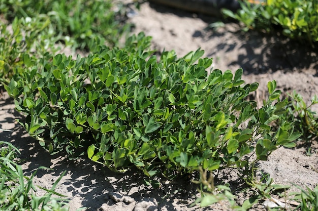 Campo de cultivo de maní en tiempo de cosecha