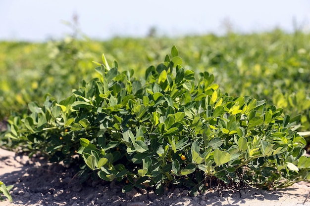 Campo de cultivo de maní en tiempo de cosecha