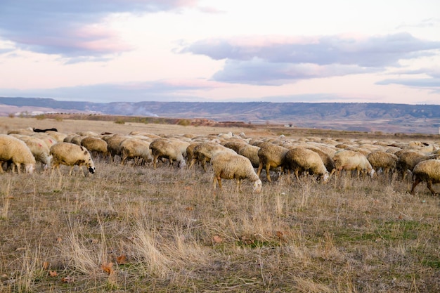 Campo de cultivo con ovejas al atardecer