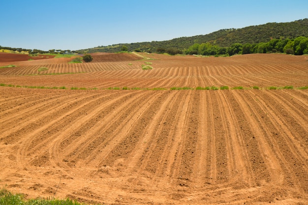 Foto campo de cultivo en primavera