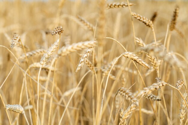 Campo de cultivo de trigo dorado cerrar