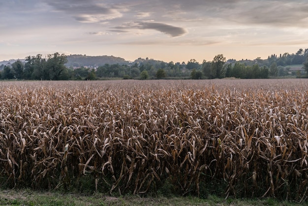 Campo de cultivo de trigo seco tema de distopía