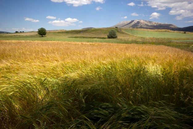 Campo de cultivo de trigo en verano