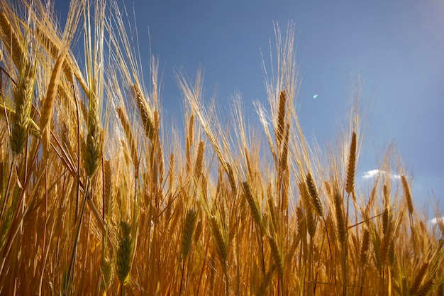 Campo de cultivo de trigo en verano