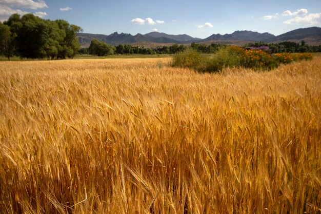 Campo de cultivo de trigo en verano