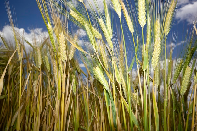 Campo de cultivo de trigo en verano