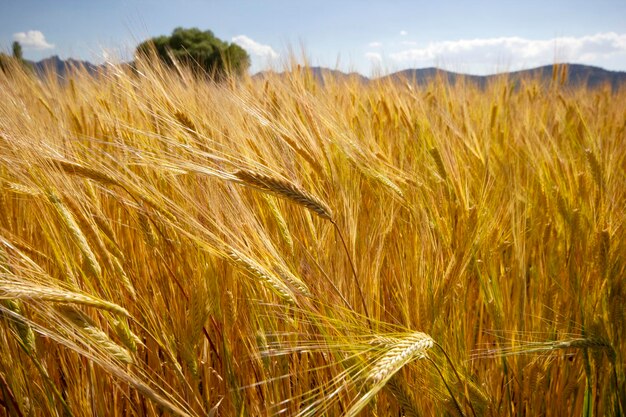 Campo de cultivo de trigo en verano