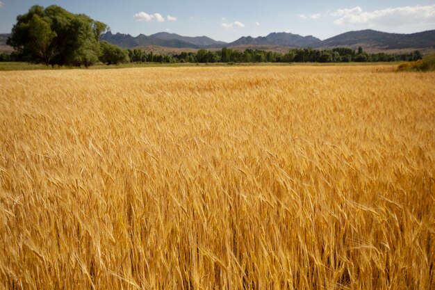 Campo de cultivo de trigo en verano