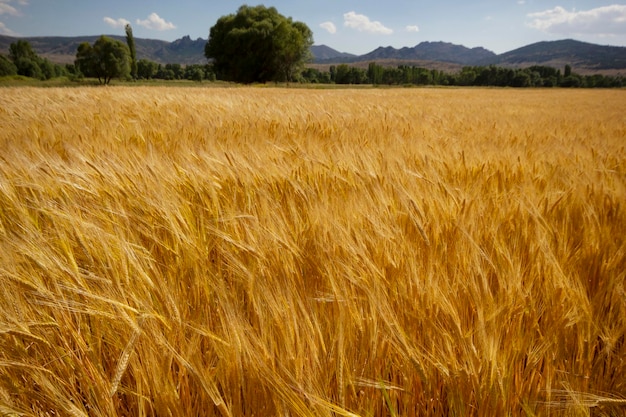 Campo de cultivo de trigo en verano