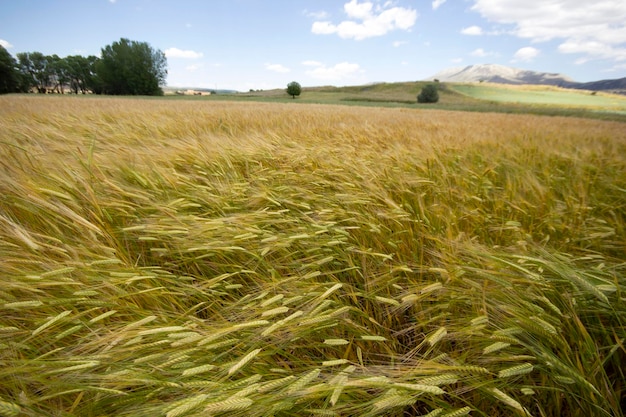 Campo de cultivo de trigo en verano