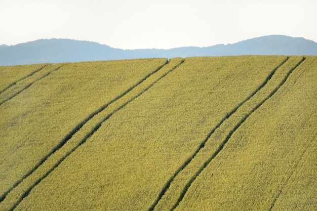 Campo con cultivos en una colina