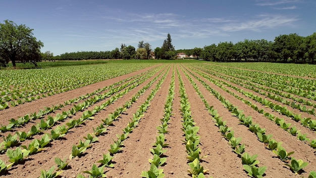 un campo de cultivos con una granja en el fondo