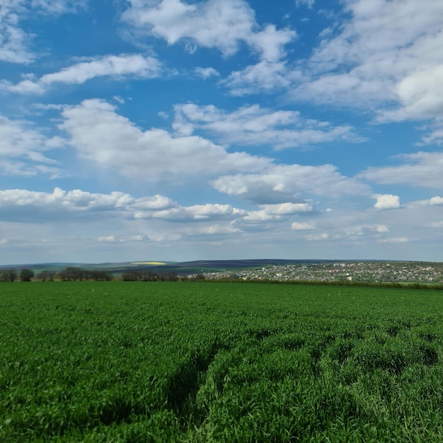 Un campo de cultivos verdes con un cielo azul y nubes.