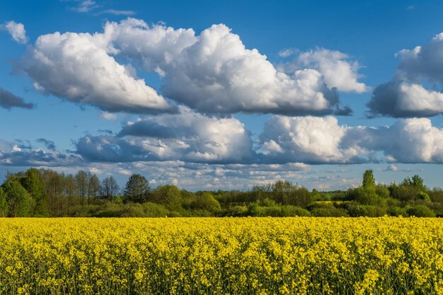 Campo da bela flor dourada da primavera de colza canola colza em latim Brassica napus com fundo do céu e belas nuvens colza é planta para a indústria verde