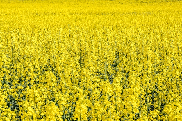 Campo da bela flor dourada da primavera de colza com céu azul canola colza em Latin Brassica napus com estrada rural e bela colza nuvem é planta para indústria verde