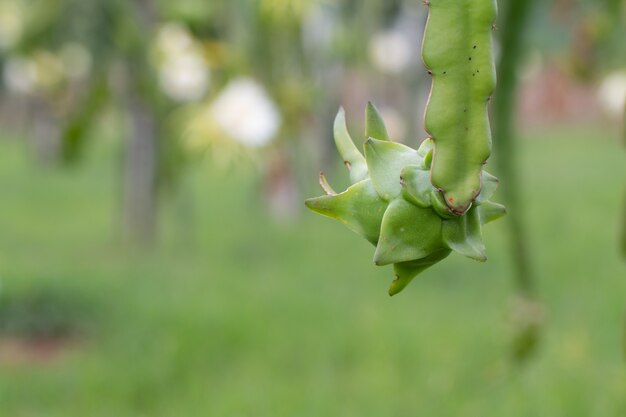 Campo da fruta do dragão ou paisagem do campo de Pitahaya.