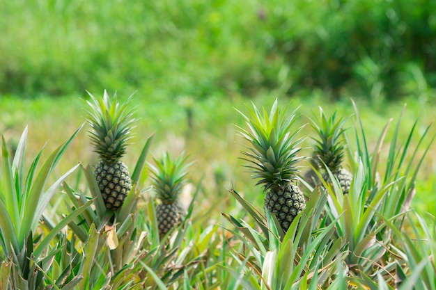 Campo da planta de abacaxi, frutas tropicais abacaxi crescendo no jardim