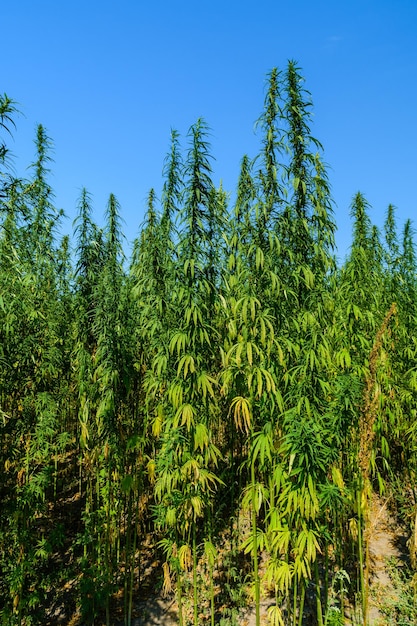 Campo da planta de cannabis medicinal no verão