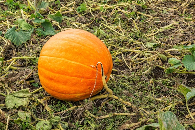 Campo de abóboras laranja em uma fazenda na zona rural