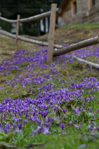 Campo de açafrão roxo grande, clareira de açafrão na primavera