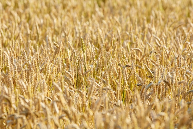 Campo de agricultura amarelo com trigo maduro Planta de cereais crescendo na fazenda rural durante a temporada de colheita Paisagem cênica de vibrantes talos dourados de grãos cultivados em campo sustentável no verão