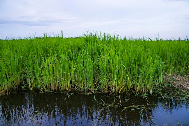 Campo de agricultura de arroz verde Vista de paisagem com céu azul na zona rural de Bangladesh