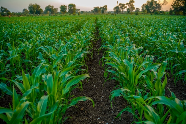 Campo de agricultura de sorgo verde com fundo do céu.