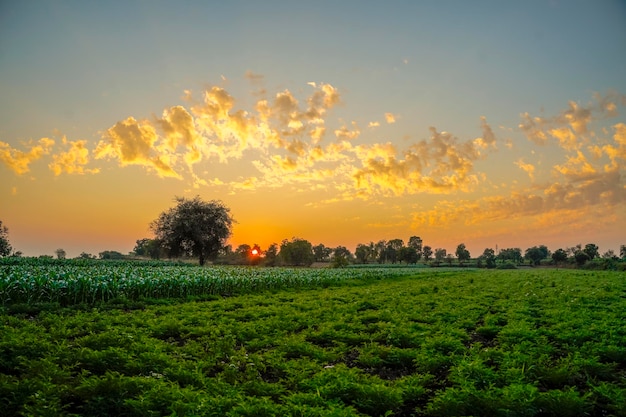 Campo de agricultura de sorgo verde com fundo do céu.