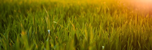 campo de agricultura orgânica com grama verde na frente e campo de cana-de-açúcar