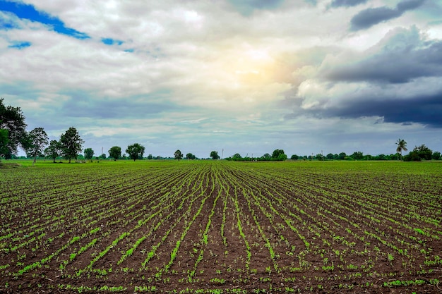 Foto campo de agricultura verde com fundo de céu nublado