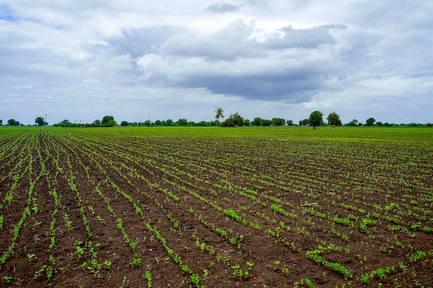 Campo de agricultura verde com fundo de céu nublado
