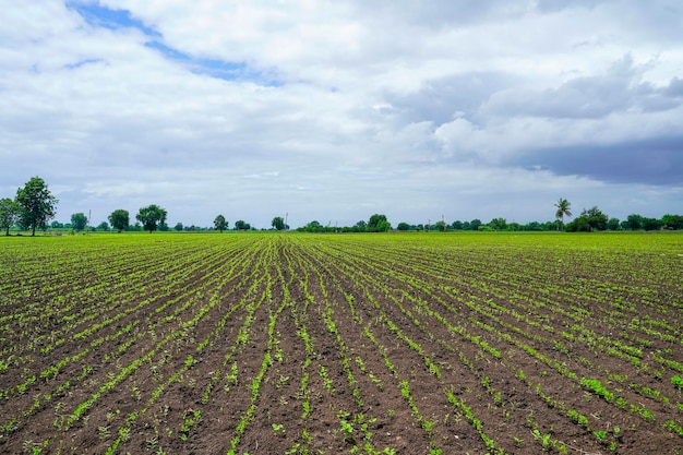 Campo de agricultura verde com fundo de céu nublado