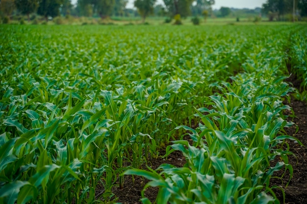 Campo de agricultura verde jowar ou sorgo.