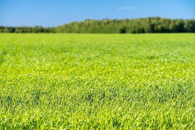 Foto campo de agricultura verde na esperança de uma boa colheita que nos salve da crise alimentar campo de trigo verde balançando na brisa sob o céu azul