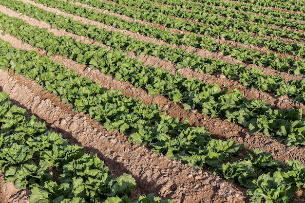 Campo de alface agricultura cultivo de alface folhas verdes