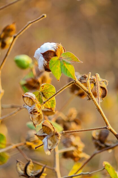 Campo de algodão indiano na temporada de inverno