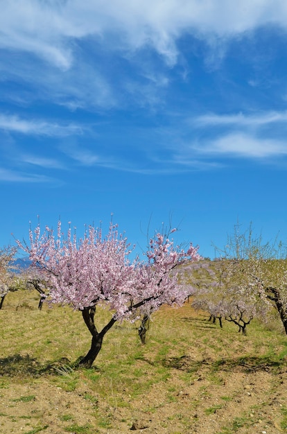 Campo de amendoeiras em flor