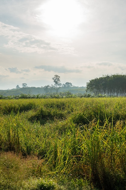 Campo de arroz, agricultura, arroz, com céu e nuvem e névoa na luz da manhã