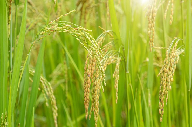 Campo de arroz Aproximação do campo de arroz em casca amarelo com sol dourado nascendo no outono