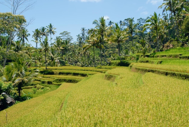 campo de arroz asiático