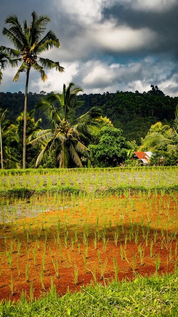 Campo de arroz com abrigo em frente à floresta da selva em Munduk, Bali