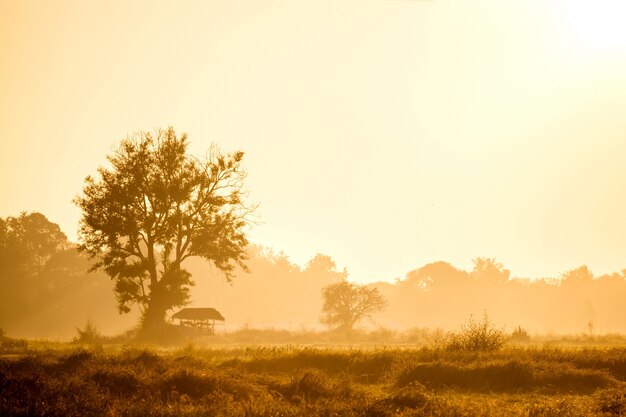 Campo de arroz com casa de campo e nascer do sol