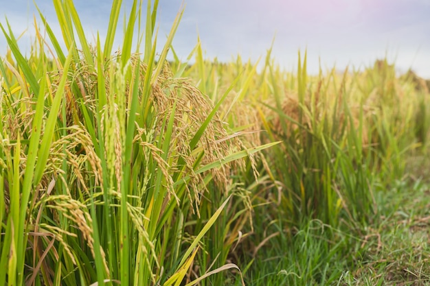 Campo de arroz com orelha dourada de arroz