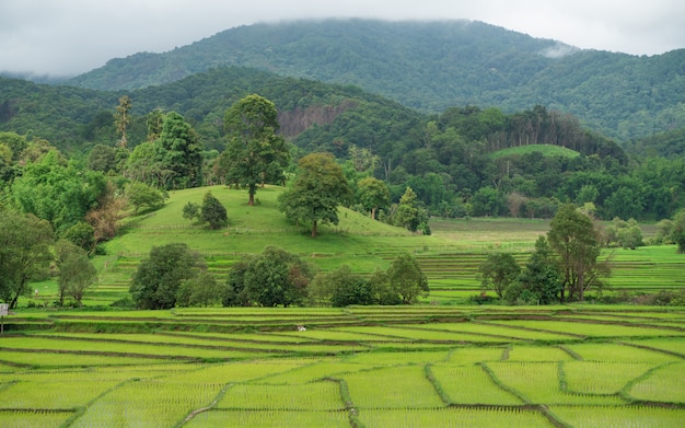 Campo de arroz com vista para a montanha